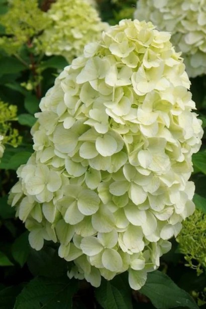 Гортензія волотиста ’Геркулес’|Hydrangea paniculata ’Hercules’|Гортензия метельчатая ’Геркулес’